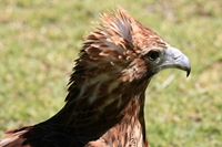 Juvenile Wedge Tailed Eagle (click to enlarge)